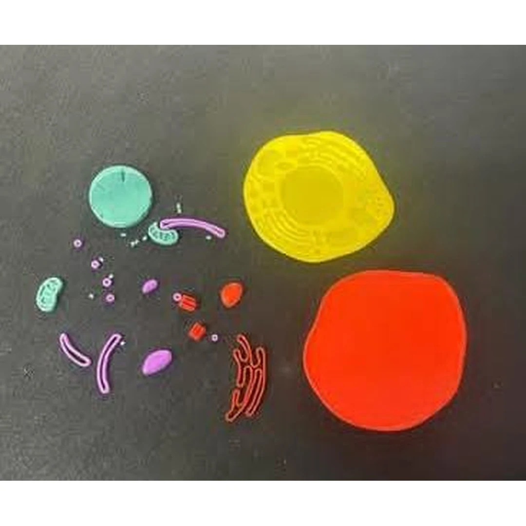 3D Animal Cell Puzzle - Educational Biology Learning Model