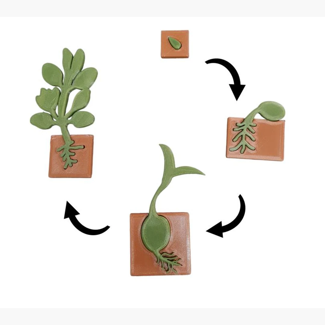 Plant Life Cycle