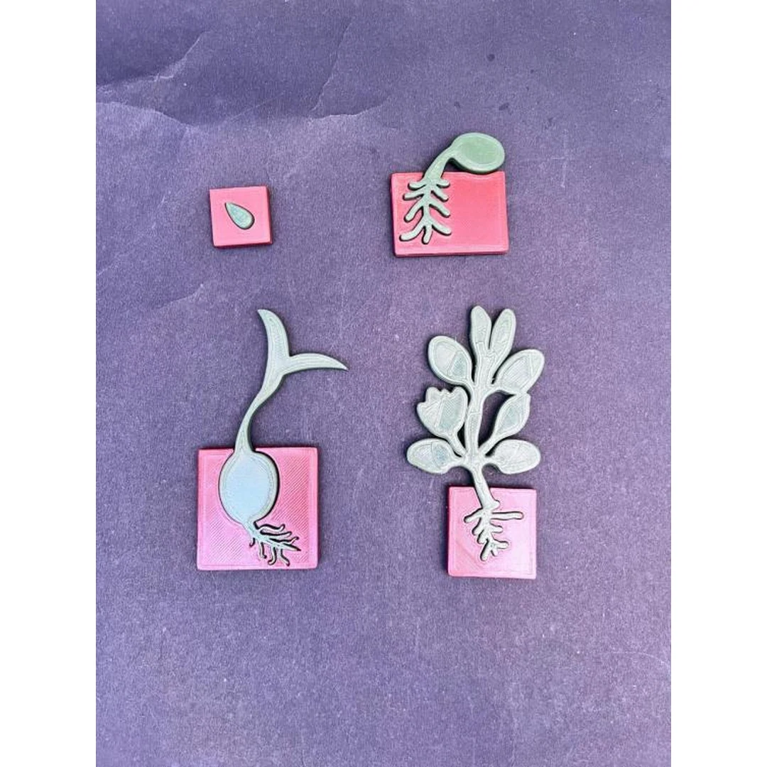 Plant Life Cycle